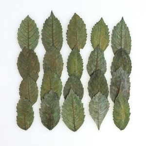 줄기잎 - 멀구슬나뭇잎 (20개)(염색)