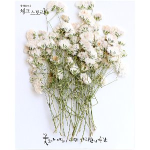 [압화/줄기꽃]안개꽃줄기- 화이트(대)(20개)