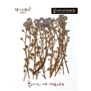 [압화/줄기꽃]물망초줄기(자연)-블루B(20개)