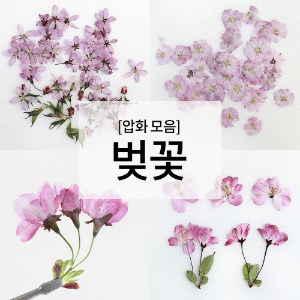 압화모음 벚꽃팩(소/중) 한국 일본 벚꽃모음