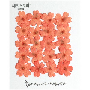 [압화/꽃송이] 버베나 - 오렌지(20개)