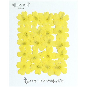 [압화/꽃송이] 버베나 - 레몬(20개)