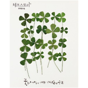 줄기잎 - 네잎클로버 혼합(20개)(물올림)