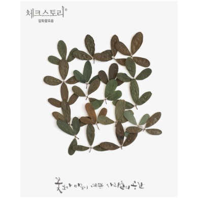 줄기잎-매듭풀 치킨아이(소)(20개)(자연)