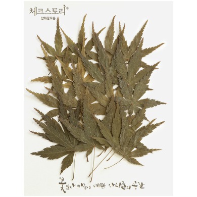 줄기잎 - 미니단풍잎 그린(20개)(자연)
