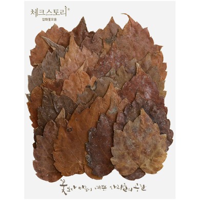 줄기잎 - 담쟁이덩쿨잎(20개)(자연)